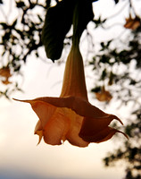 TGP_4997