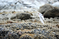 Arctic Tern_1