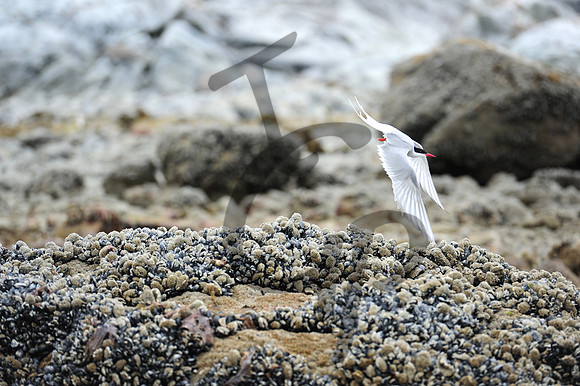 Arctic Tern_1