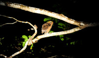 Buffy fish owl_1
