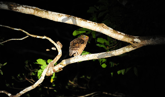 Buffy fish owl_1