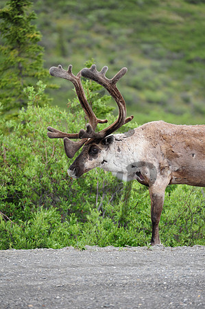 Early season Caribou_3