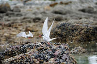 Arctic Tern_2