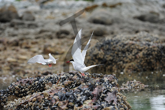 Arctic Tern_2