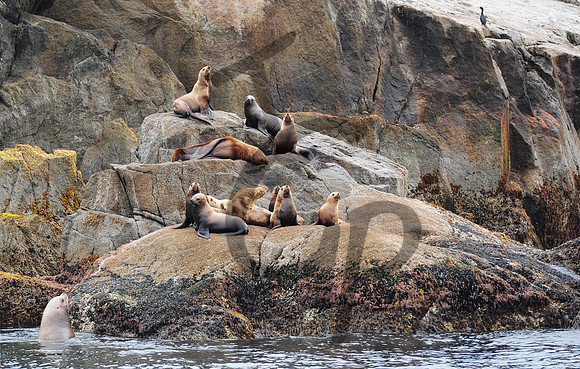Seward Sea Lions chilling out_1