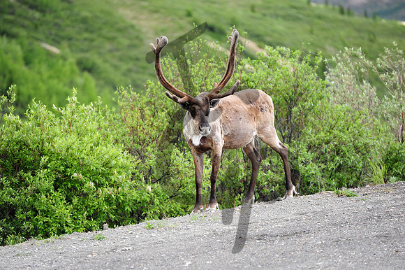 Early season Caribou_1