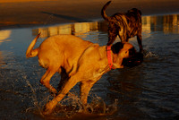 Speedy little puppy_1