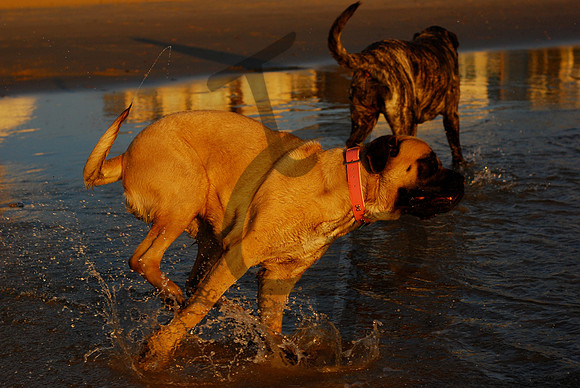 Speedy little puppy_1