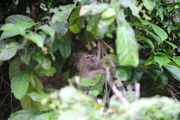 Macaques_5