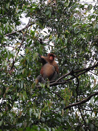 Proboscis Monkey_1