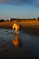 Walk on the beach?