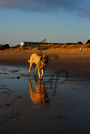 Walk on the beach?
