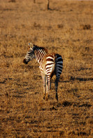 I can hear you sneaking up you know!