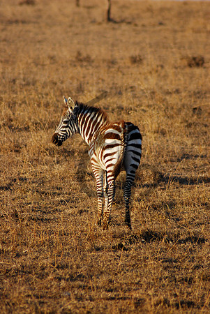 I can hear you sneaking up you know!