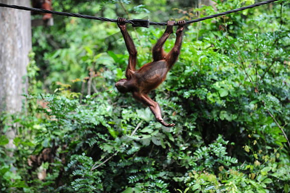 Sepilok Orangutan_3