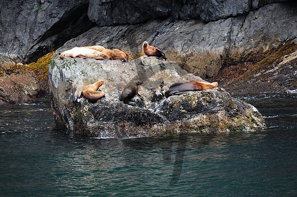 Seward Sea Lions chilling out_1