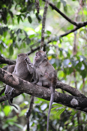 Macaques_1