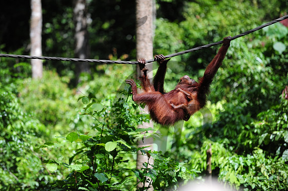 Sepilok Orangutan_4