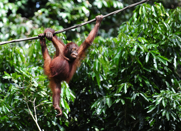 Sepilok Orangutan_2