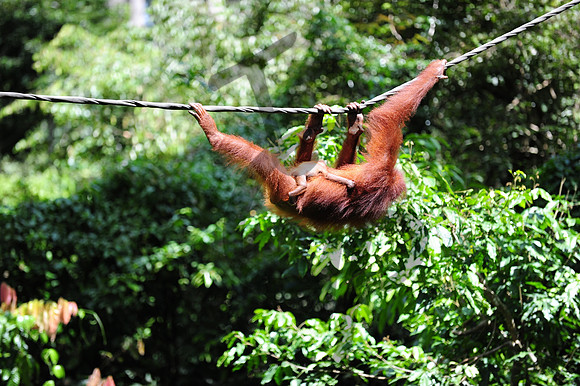 Sepilok Orangutan_5
