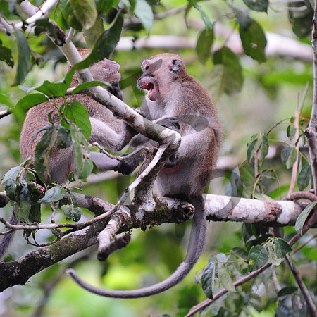 Macaques_6