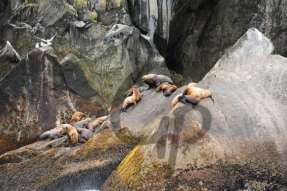 Seward Sea Lions chilling out_3