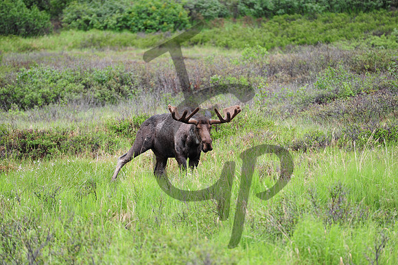 Denali Moose_1