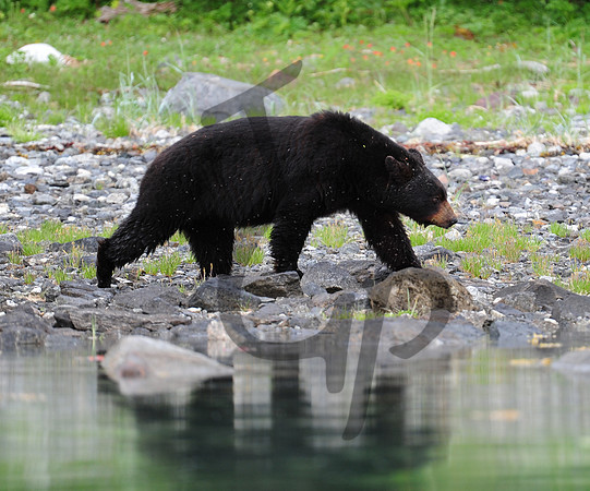 Our second face to face with a black bear. Incredible.