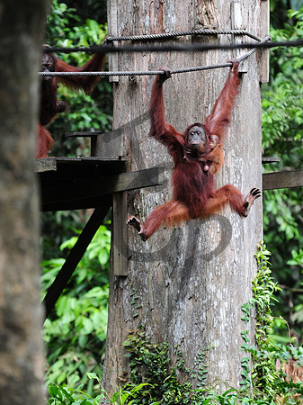 Sepilok Orangutan_1