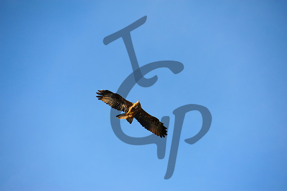 TGP_3507 - Version 2