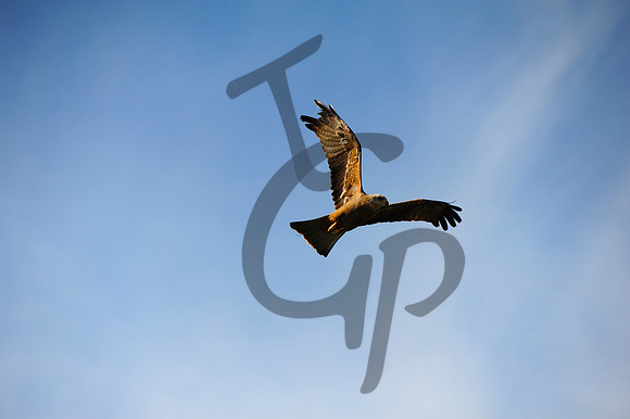 TGP_3505 - Version 2