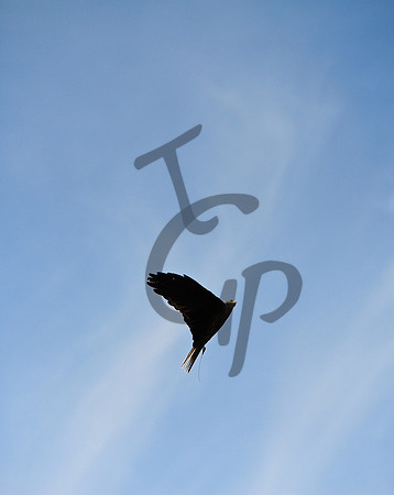 TGP_3502 - Version 2