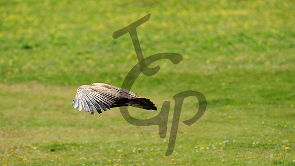 TGP_3206 - Version 2
