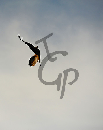 TGP_3520 - Version 2