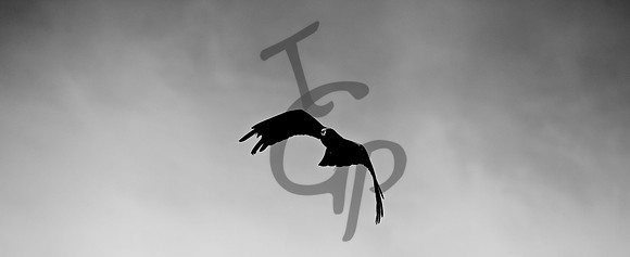 TGP_3504 - Version 2
