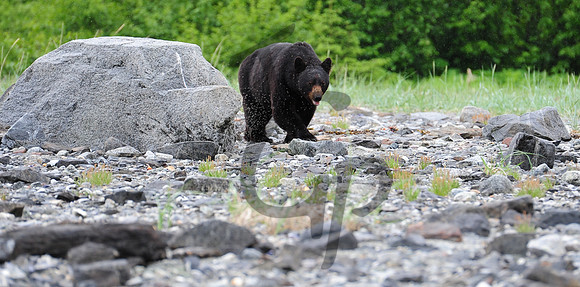 The ensuing game of hide and seek with a black bear.