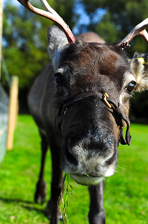 Nosey little Moose