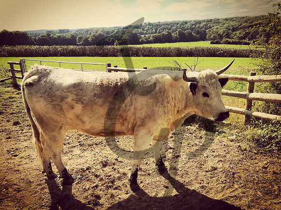 IMG_8069