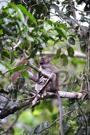 Macaques_2