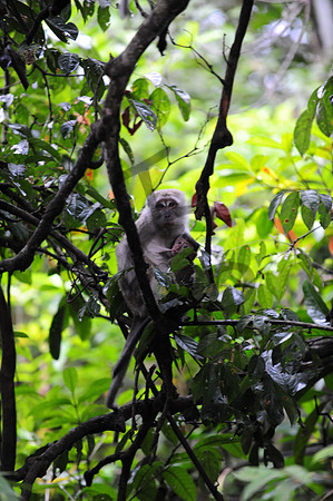 Macaques_3