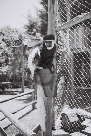 Monkey tricks