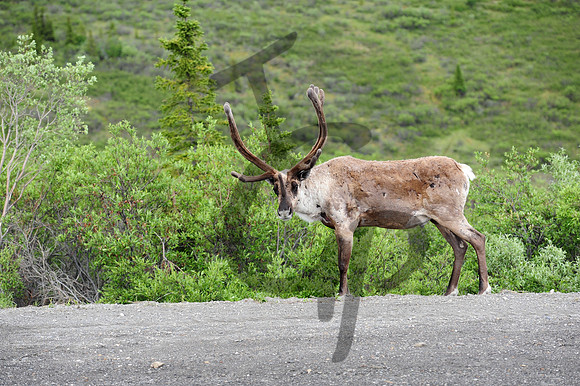 Early season Caribou_2