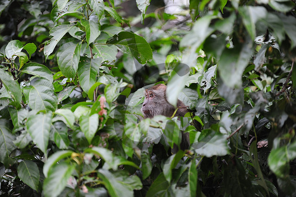 Macaques_4