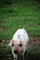 This little piggy went home