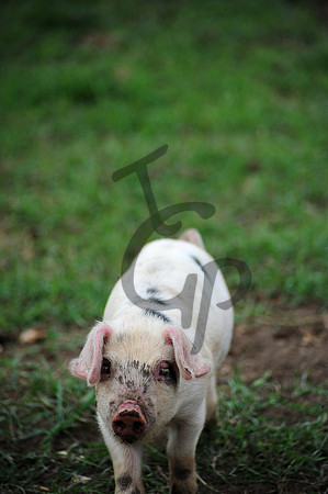 This little piggy went home