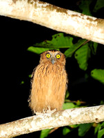 Buffy fish owl_3