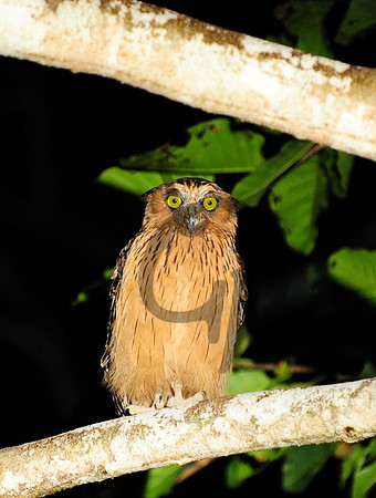 Buffy fish owl_3