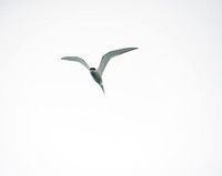 Arctic Tern_3
