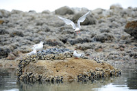 Arctic Tern_4