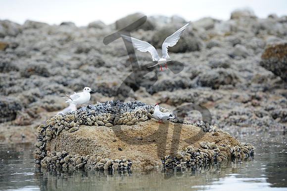 Arctic Tern_4